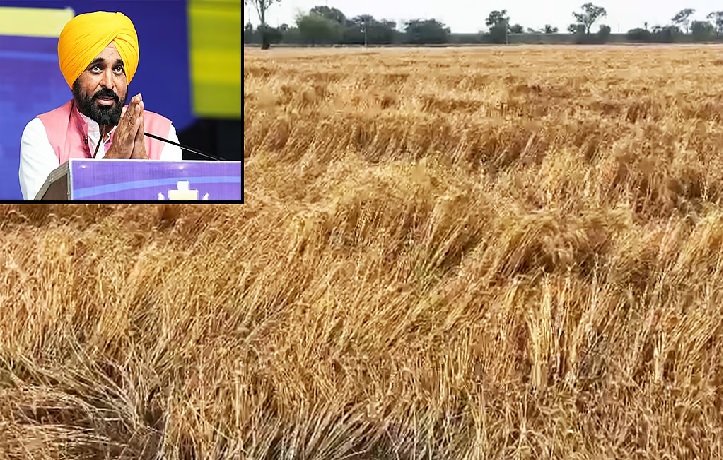 ਬੇਮੌਸਮੀ ਬਾਰਿਸ਼ ਨਾਲ ਫਸਲ ਨੁਕਸਾਨ ‘ਤੇ ਮਾਨ ਸਰਕਾਰ ਦੇ ਮੁਲਾਂਕਣ ਦੇ ਹੁਕਮ