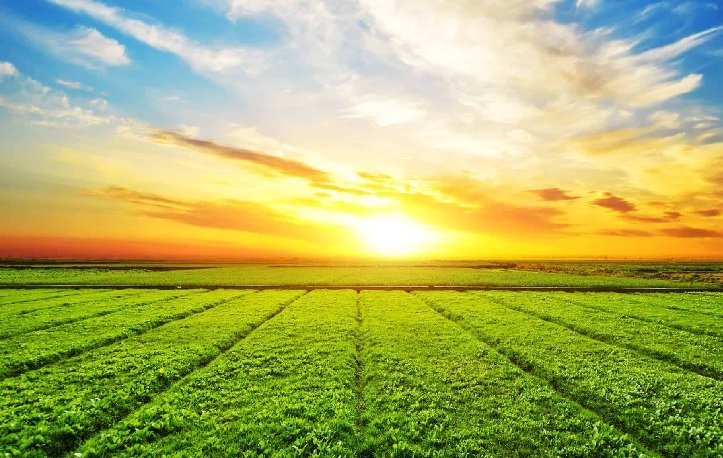 ਪੰਜਾਬ ਵਿੱਚ ਹੀਟਵੇਵ ਦਾ ਅਲਰਟ, ਤਾਪਮਾਨ 44°C ਤੱਕ ਪਹੁੰਚਣ ਦੀ ਸੰਭਾਵਨਾ